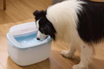 Dog Water Fountain B0F3X71SMW