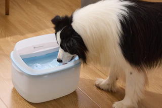 Dog Water Fountain B0F3X71SMW