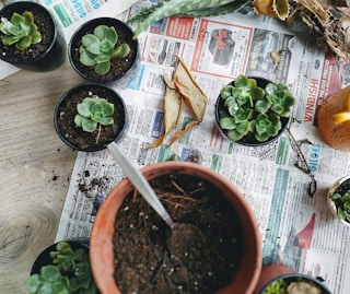 Assorted Succulents 20-Pack