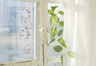 amazon black decker fruit fly trap 2023 1 1680967153 1680967153