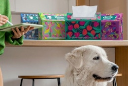 boxes of disposable hand towels on a counter behind a dog