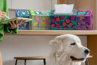 boxes of disposable hand towels on a counter behind a dog