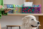 boxes of disposable hand towels on a counter behind a dog