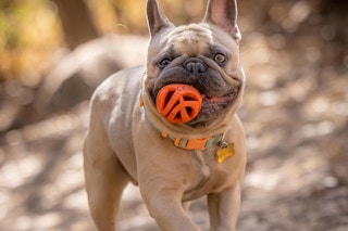 chuck it ball dog toy-amazon