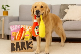 barkbox 