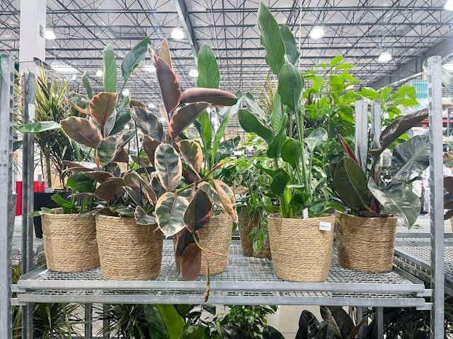 Live House Plants, Only $23.99 at Costco card image