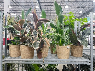 costco indoor live tropical plants 10 inches potted on shelf