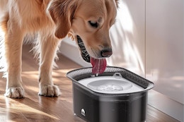 Anti-Splash Dog Water Bowl, Just $10.99 With Amazon Promo Code  card image