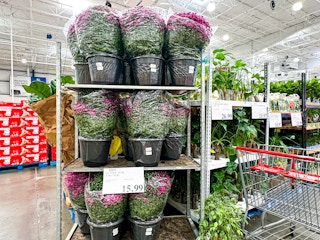 costco-fall-mums-3