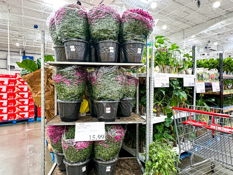 costco-fall-mums-3