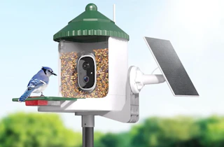 a blue bird on a bird feeder with a camera 