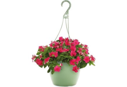 2 Hanging Flower Baskets