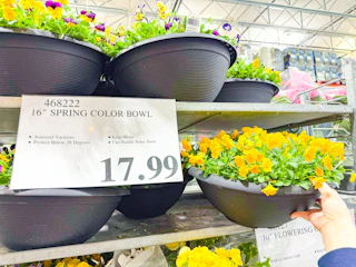 costco-plants-spring-color-bowl-