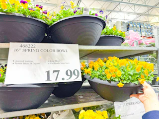 costco-plants-spring-color-bowl-