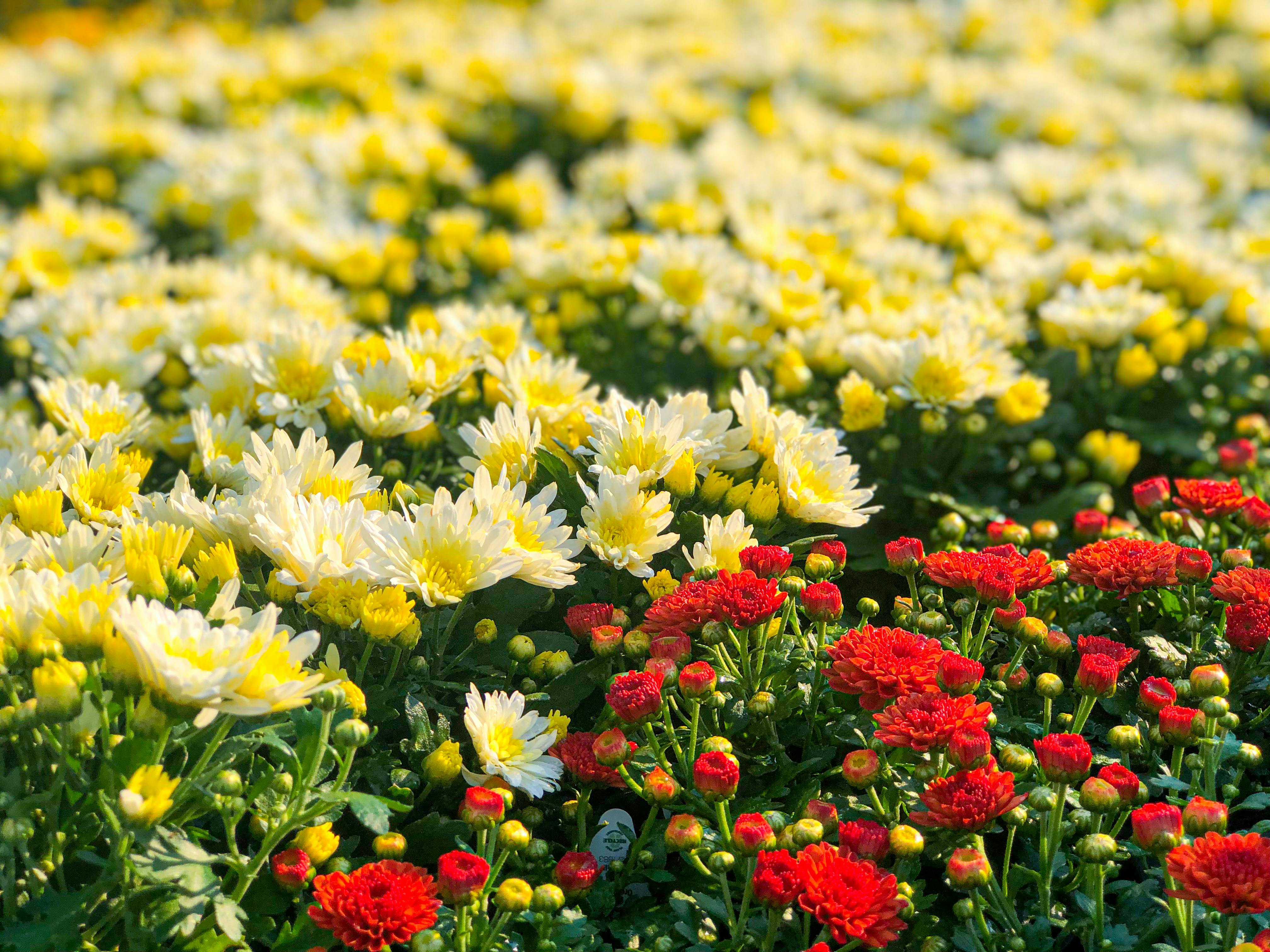 Lowe's Labor Day Sale 2022 Best Deals, Dates The Krazy Coupon Lady