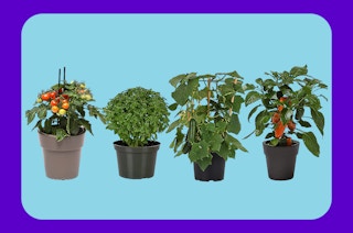four mini plants