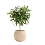 Better Homes & Gardens Olive Plant