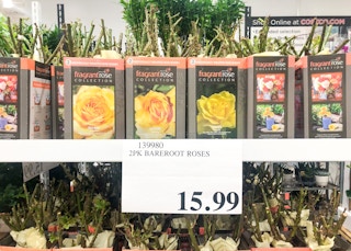 costco barefoot roses 0 jan 2023 1674828267 1674828267