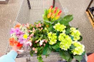 aldi-easter-flowers
