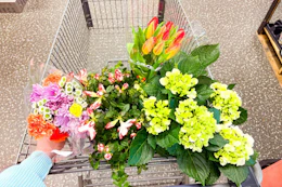 aldi-easter-flowers