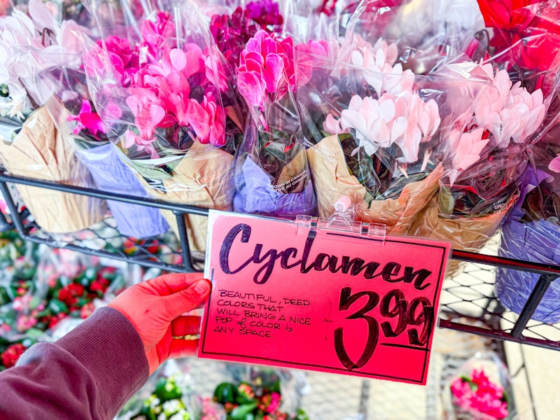 trader-joes-flowers-4