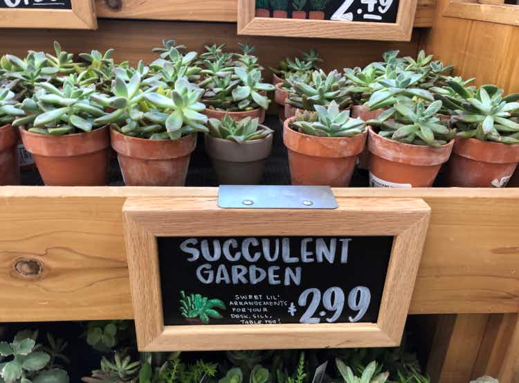 Succulents for sale on a wooden shelf