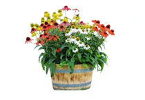 Girl Next Door Live Plants