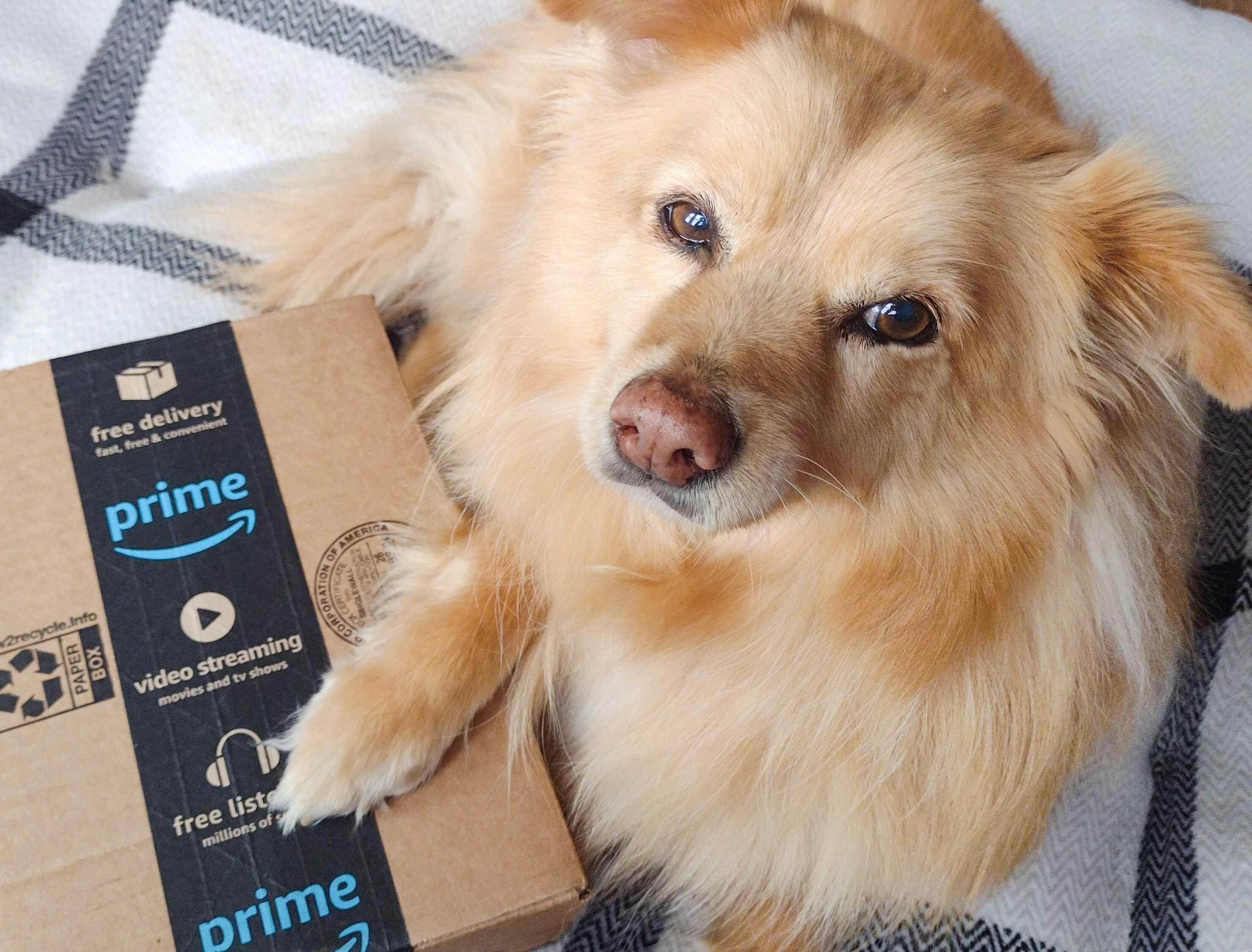 These Amazon Promotions Will Save You Up To 45 On Pet Care The Krazy   Amazon Boxes Dog6 1650302940 1650302940 