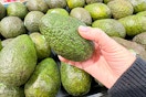 hand holding a large avocado