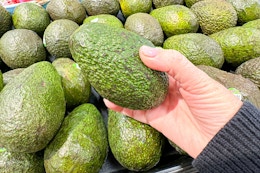 hand holding a large avocado