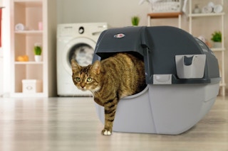 A cat steps out of a hooded litter box