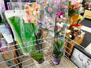 publix orchids b 06122022 1655078048 1655078048