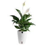 Peace Lily House Plant