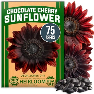 Chocolate Cherry Sunflower Seeds, 75 ct