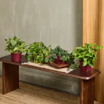LiveTrends Trailing Houseplant 4-Pack