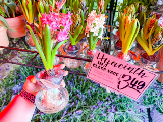 trader-joes-floral-8