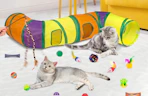 a cat in a room with cat toys and cat play tunnel