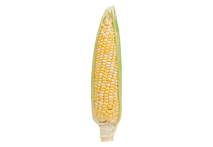 Food Lion Fresh Corn