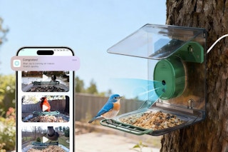 bird feeder