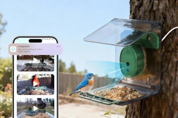 bird feeder