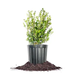 Japanese Boxwood Shrub