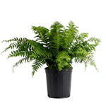 Costas Farms House Plants