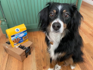 amazon pet day pedigree dentastix box dog treats em 2022 1651465093 1651465093