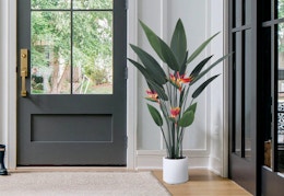 Faux Plant Flash Deals, Starting at $30 at Walmart.com card image