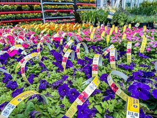 lowes flowers in store 