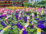 lowes flowers in store