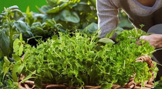 herb plants in a basket