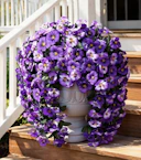 Artificial Pansies