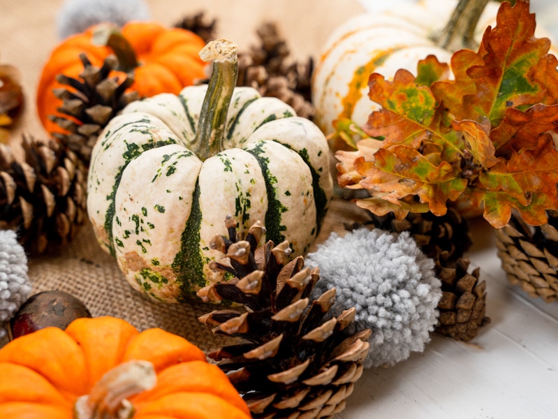 fun-free-fall-activities-gourds-pinecones