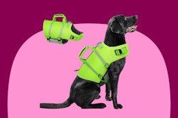Get a Dog Life Vest for as Low as $14.49 on Amazon card image